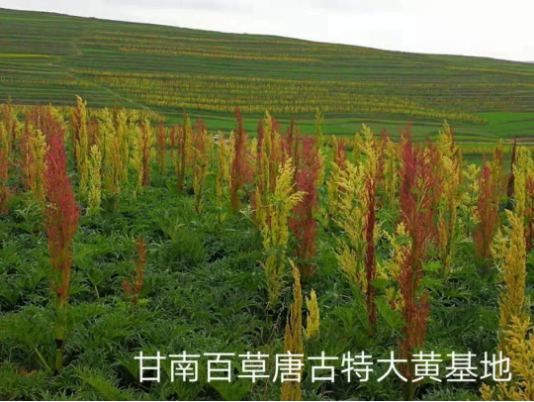 集團(tuán)全力助推甘肅甘南藏族自治州合作市委托招商引資，搶占發(fā)展先機(jī)壯大高原支柱產(chǎn)業(yè)